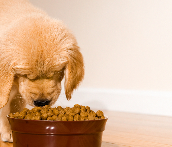 Surpassing Expectations: The Surge in U.S. Pet Food Exports