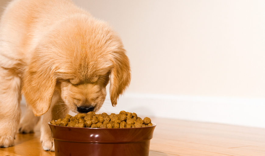 Surpassing Expectations: The Surge in U.S. Pet Food Exports